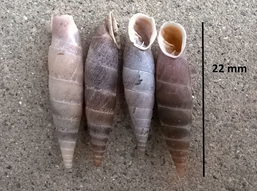 Alopiinae