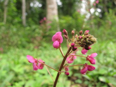 Desmodium axillare