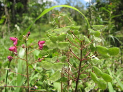 Desmodium axillare