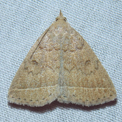 Zanclognatha marcidilinea