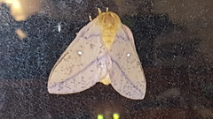 Anisota fuscosa