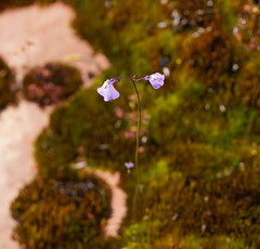 Utricularia grampiana
