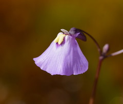 Utricularia grampiana
