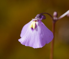 Utricularia grampiana