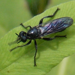 Laphria canis