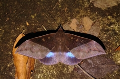 Ischyja