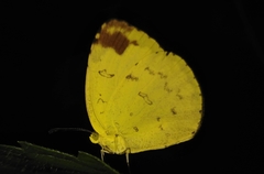 Eurema sari
