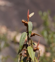 Lasiopetalum macrophyllum