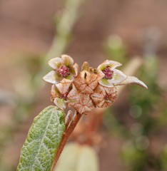 Lasiopetalum macrophyllum