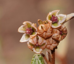 Lasiopetalum macrophyllum