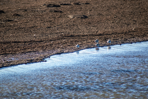 Magellanic Plover (Pluvianellus socialis), photo 5