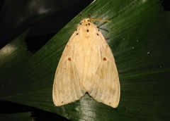 Cerasana rubripuncta