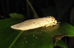 Cerasana rubripuncta