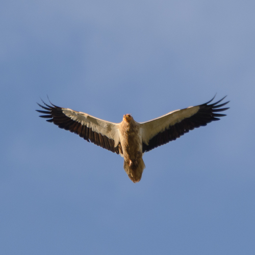 Alimoche común (Neophron percnopterus)