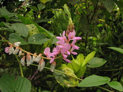 Desmodium intortum