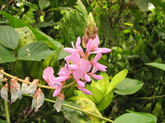 Desmodium intortum