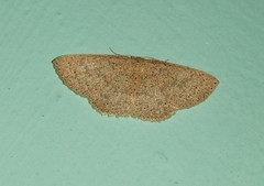 Cosymbiini
