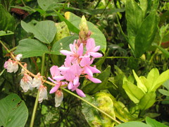 Desmodium intortum