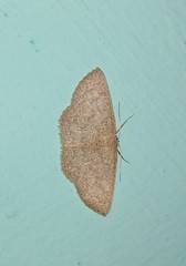 Cosymbiini