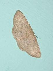 Cosymbiini