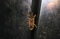 Elasmolomus squalidus