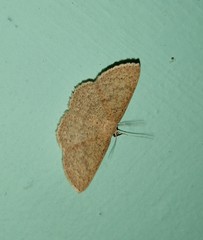 Cosymbiini