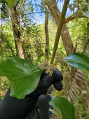 Callicarpa candicans
