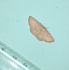 Cosymbiini
