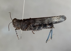 Trimerotropis cyaneipennis