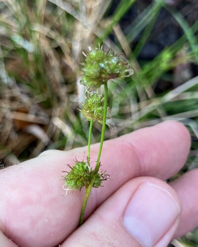 Needlepod Rush (Juncus scirpoides)