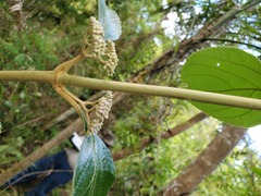 Callicarpa candicans