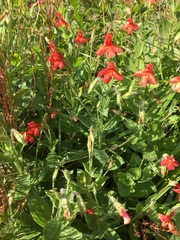 Erythranthe verbenacea