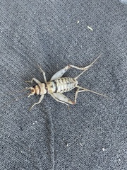 Gryllodes sigillatus