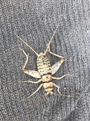 Gryllodes sigillatus