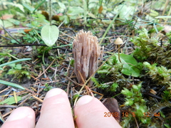 Ramaria acrisiccescens