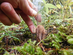Ramaria acrisiccescens