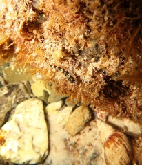 Bovichtus angustifrons