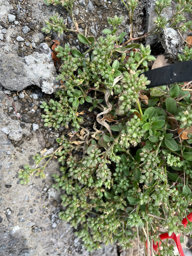 Polycarpon tetraphyllum observed 2025-07-20