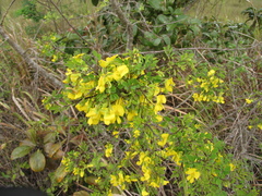 Diphysa carthagenensis