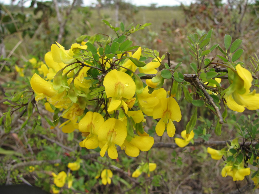Diphysa carthagenensis