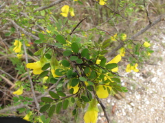 Diphysa carthagenensis