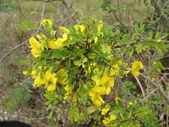 Diphysa carthagenensis