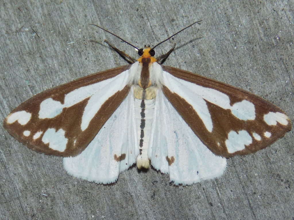 Confused Haploa Moth