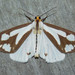 Confused Haploa Moth - Photo (c) Fyn Kynd, some rights reserved (CC BY-SA), uploaded by Fyn Kynd