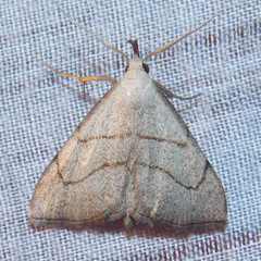 Macrochilo litophora