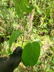 Telosma cordata