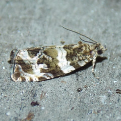 Olethreutes valdanum