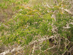 Diphysa carthagenensis