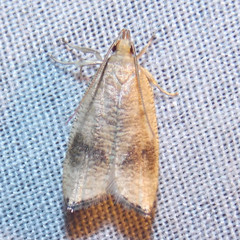 Psilocorsis cryptolechiella