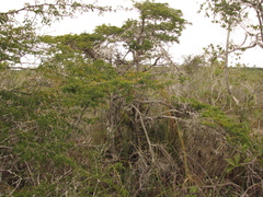 Diphysa carthagenensis